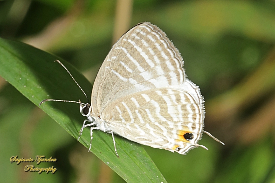 Common cerulean Butterfly, Jamides Celeno, family Lycaenidae  Common cerulean,Geotagged,Indonesia,Jamides celeno,Winter