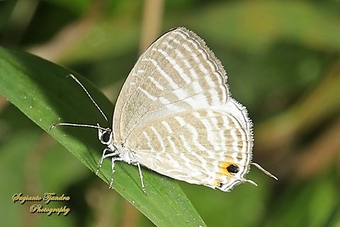 Common cerulean Butterfly, Jamides Celeno, family Lycaenidae  Common cerulean,Geotagged,Indonesia,Jamides celeno,Winter