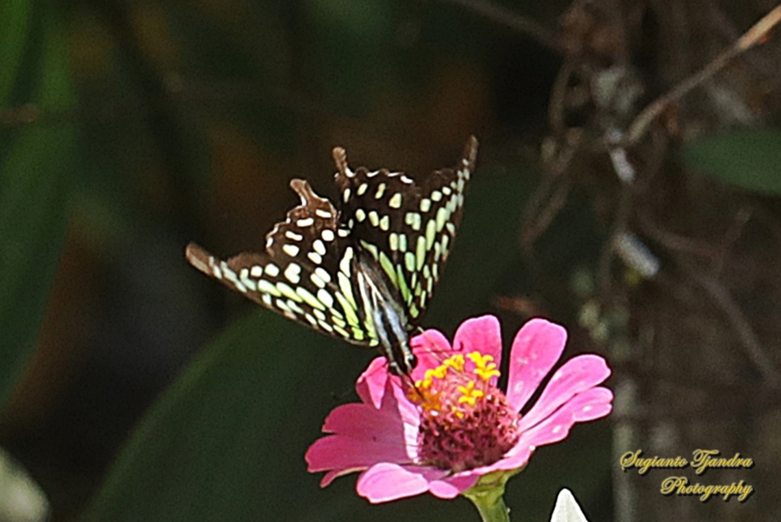 Tailed Jay Butterfly, Graphium agamemnon  Geotagged,Graphium agamemnon,Indonesia,Tailed Jay,Winter