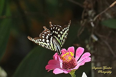 Tailed Jay Butterfly, Graphium agamemnon  Geotagged,Graphium agamemnon,Indonesia,Tailed Jay,Winter