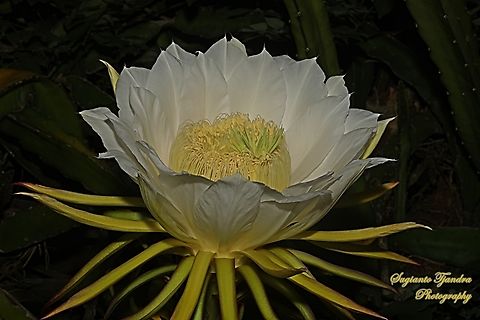 Dragonfruit cactus flower/White-fleshed pitahaya, Selenicereus undatus  Geotagged,Indonesia,Night-blooming Cereus,Selenicereus undatus,Winter