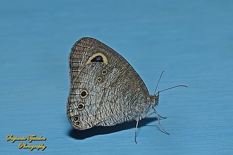Common Five Ring Butterfly, Ypthima baldus  Common Fivering,Geotagged,Indonesia,Winter,Ypthima baldus
