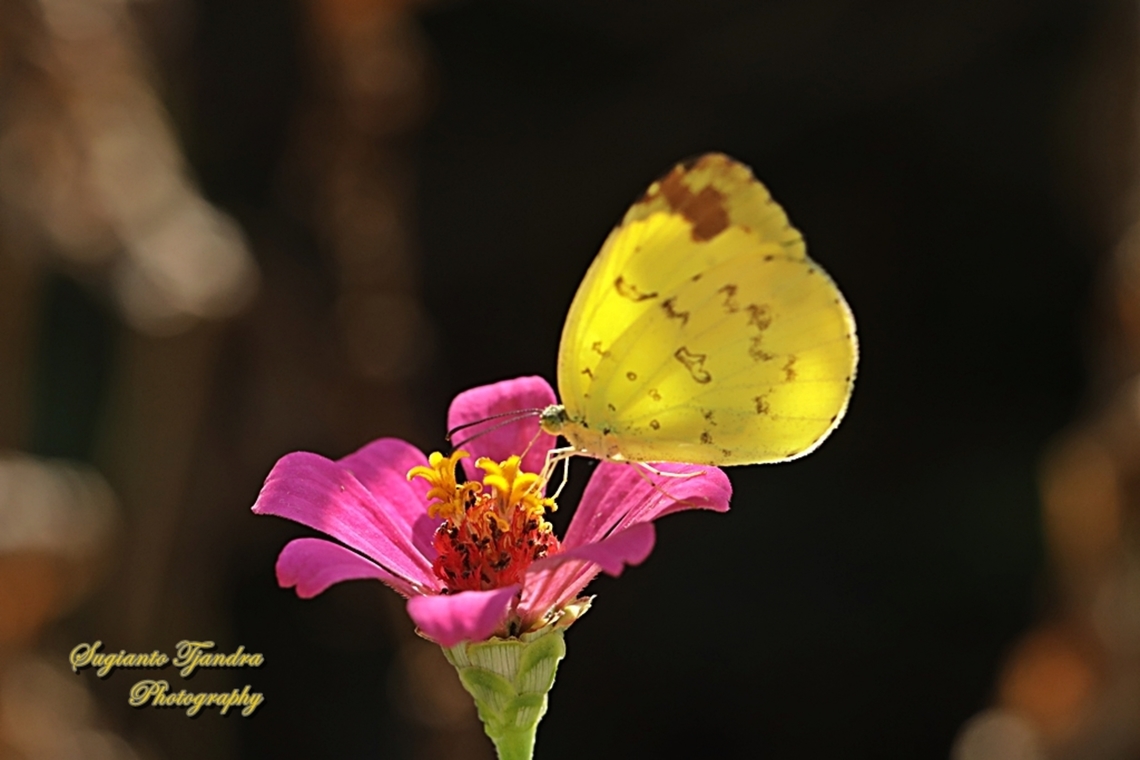 Three-spot grass yellow, Eurema blanda blanda  Eurema blanda,Geotagged,Indonesia,Spring,Three-spot grass yellow