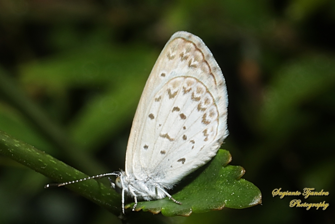 Lesser Grass Blue, Zizina otis annetta  Geotagged,Indonesia,Lesser grass blue,Spring,Zizina otis