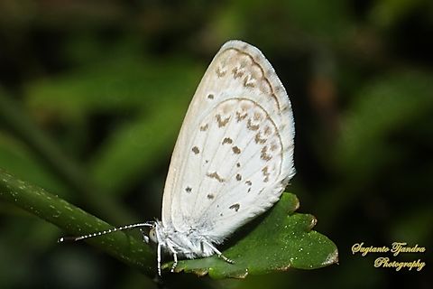 Lesser Grass Blue, Zizina otis annetta  Geotagged,Indonesia,Lesser grass blue,Spring,Zizina otis