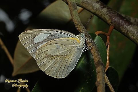 Striped Albatross Butterfly, Appias olferna olferna - female  Appias olferna,Eastern striped albatross,Geotagged,Indonesia,Spring