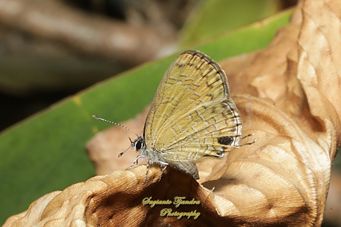 Common lineblue butterfly, Prosotas nora, family Lycaenidae  Common lineblue,Geotagged,Indonesia,Prosotas nora,Spring