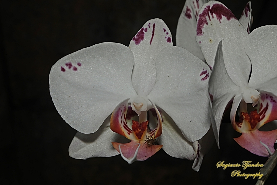 Orchid flower, Phaleonopsis (Orchidaceae)  Geotagged,Indonesia,Spring