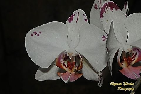 Orchid flower, Phaleonopsis (Orchidaceae)  Geotagged,Indonesia,Spring