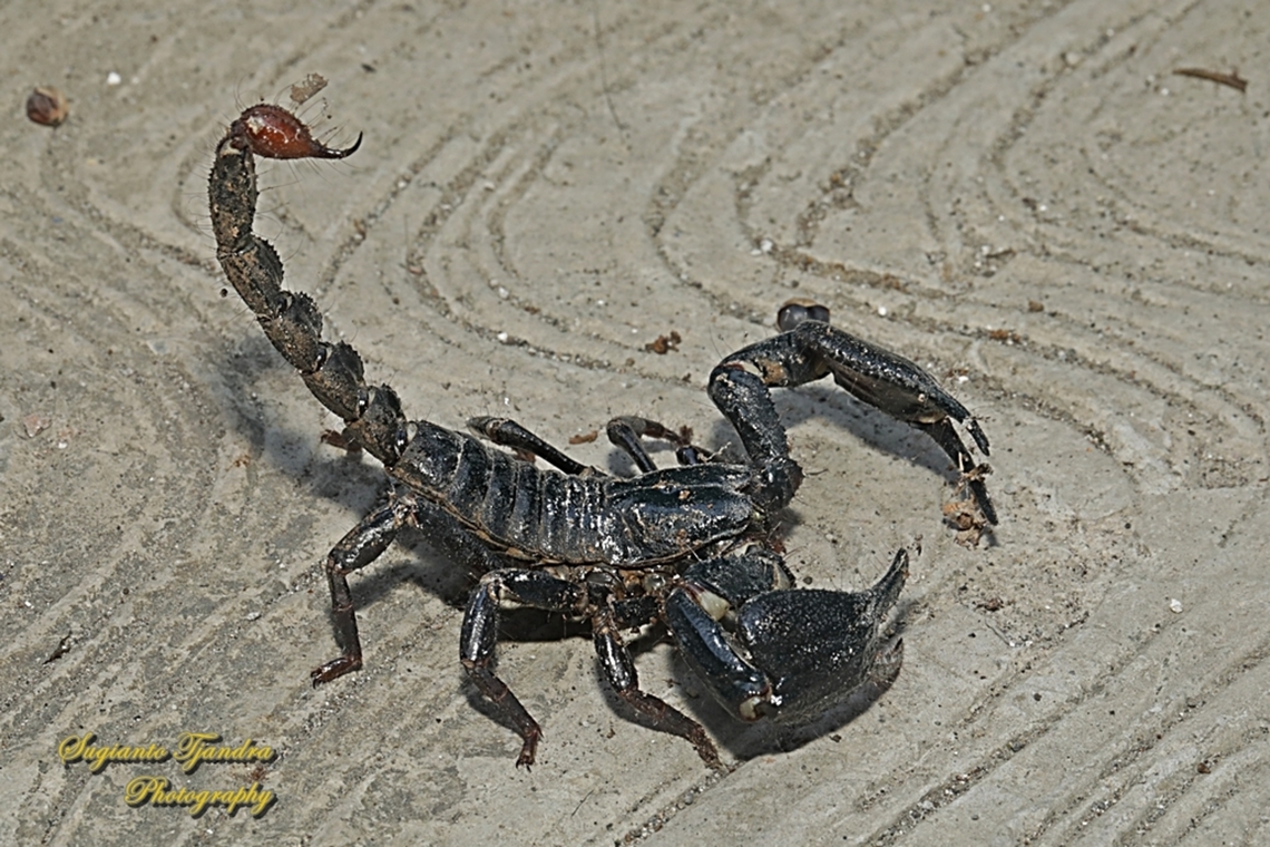 Asian blue forest scorpion, Heterometrus cyaneus  Geotagged,Indonesia,Javanimetrus cyaneus,Spring
