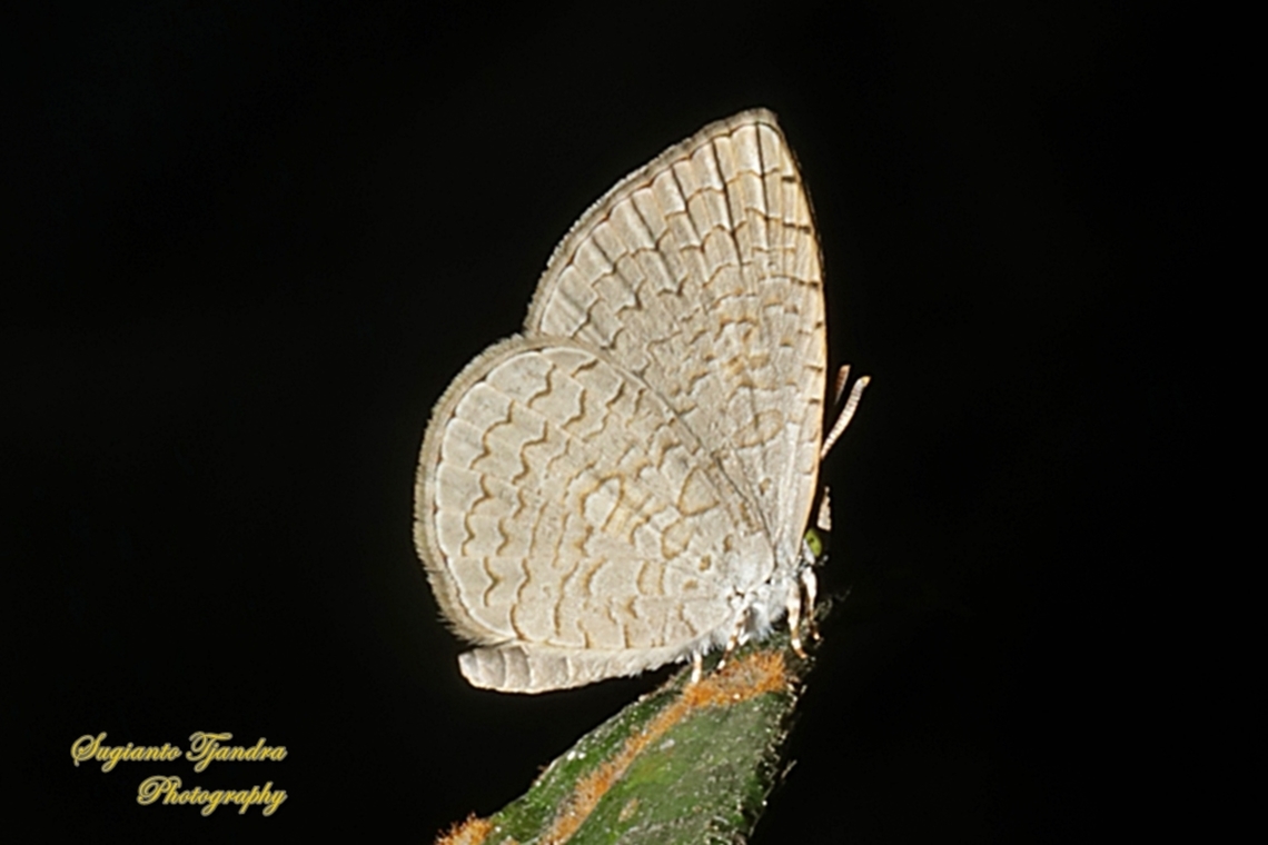 Apefly Butterfly, Spalgis epius West Java, Indonesia  Apefly,Geotagged,Indonesia,Spalgis epeus,Spring