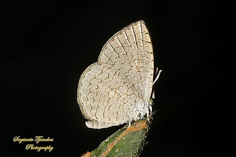 Apefly Butterfly, Spalgis epius West Java, Indonesia  Apefly,Geotagged,Indonesia,Spalgis epeus,Spring