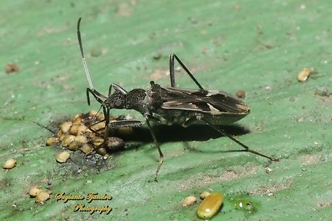 Dirt seed bug, Metochus (uniguttatus ??), family Rhyparochromidae  Geotagged,Indonesia,Spring
