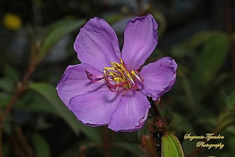 Senduduk flower, Malabar melastoma, Melastoma malabathricum (family Melastomataceae)  Geotagged,Indonesia,Malabar Melastome,Melastoma malabathricum,Spring