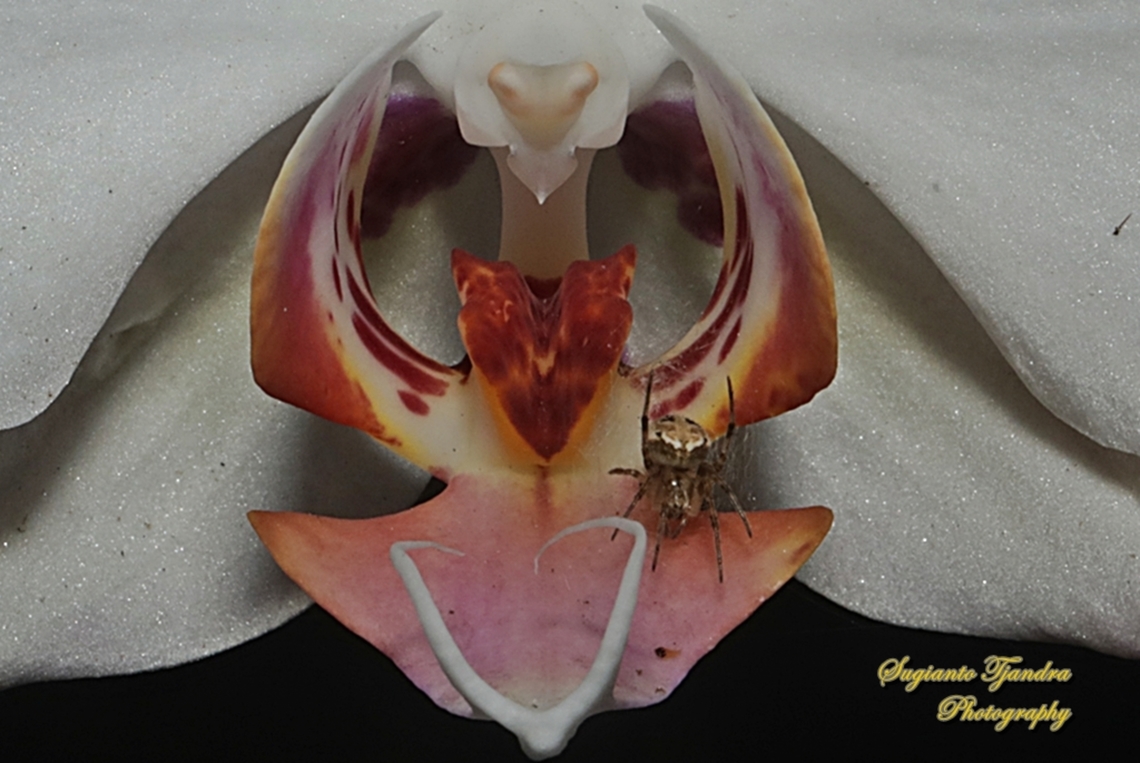 Spotted Orb-weaver, Neoscona Sp, family Araneidae  Geotagged,Indonesia,Spring