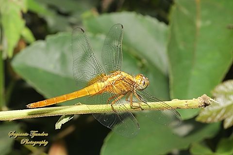 Oriental Scarlet Dragonfly, Crocothemis servilia servilia  Crocothemis servilia,Geotagged,Indonesia,Scarlet Skimmer,Winter