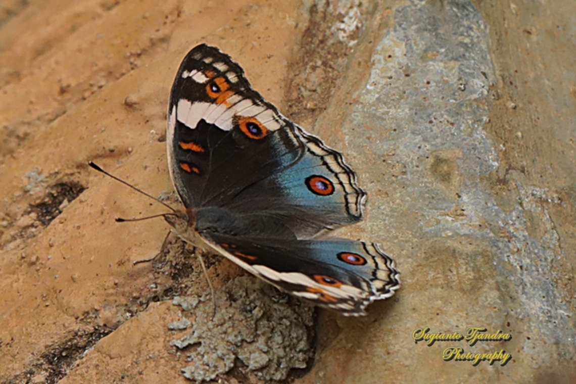 Blue Pansy Butterfly, Junonia orithya - male  Blue Argus,Geotagged,Indonesia,Junonia orithya,Spring