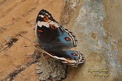 Blue Pansy Butterfly, Junonia orithya - male  Blue Argus,Geotagged,Indonesia,Junonia orithya,Spring