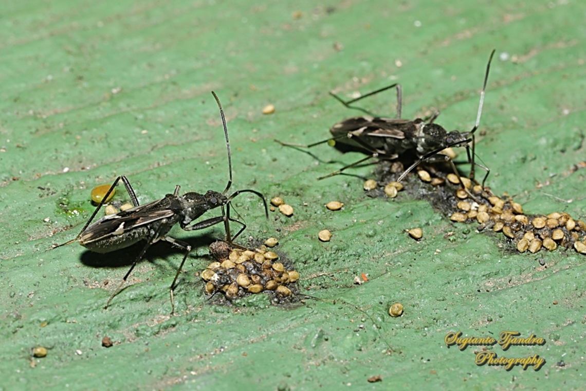 Dirt seed bug, Metochus Sp., family Rhyparochromidae  Geotagged,Indonesia,Spring