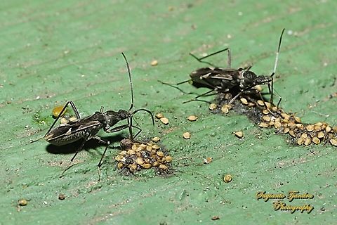 Dirt seed bug, Metochus Sp., family Rhyparochromidae  Geotagged,Indonesia,Spring