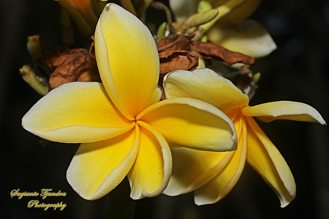 Bunga Kamboja, Plumeria Sp. , Family Apocynaceae  Geotagged,Indonesia,Winter