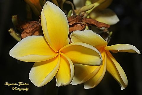 Bunga Kamboja, Plumeria Sp. , Family Apocynaceae  Geotagged,Indonesia,Winter