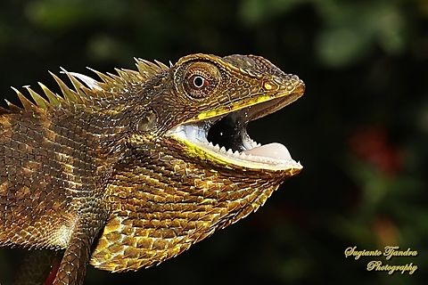 Green Crested Lizard, Bronchocela cristatella, Agamidae  Bronchocela cristatella,Geotagged,Green Crested Lizard,Indonesia,Spring