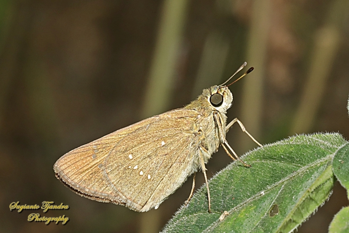 Skipper Butterfly, small branded swift (Pelopidas agna)  Dark branded swift,Geotagged,Indonesia,Pelopidas agna,Spring