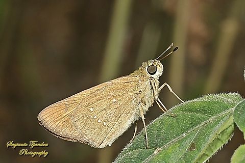 Skipper Butterfly, small branded swift (Pelopidas agna)  Dark branded swift,Geotagged,Indonesia,Pelopidas agna,Spring