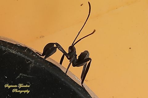 Leaf-Footed bug nymph (Coreoidea)  Geotagged,Indonesia,Spring