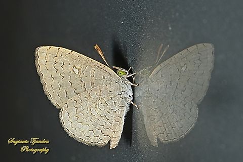 Apefly Butterfly, Spalgis epius "Reflections"  Apefly,Geotagged,Indonesia,Spalgis epeus,Winter