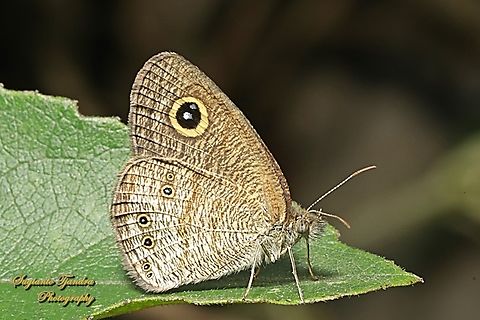 Common Five Ring Butterfly, Ypthima baldus  Common Fivering,Geotagged,Indonesia,Spring,Ypthima baldus