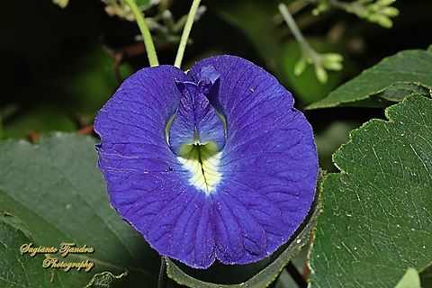 Kembang Telang, Blue Pea flower, Clitoria ternatea  Butterfly-pea,Clitoria ternatea,Geotagged,Indonesia,Spring