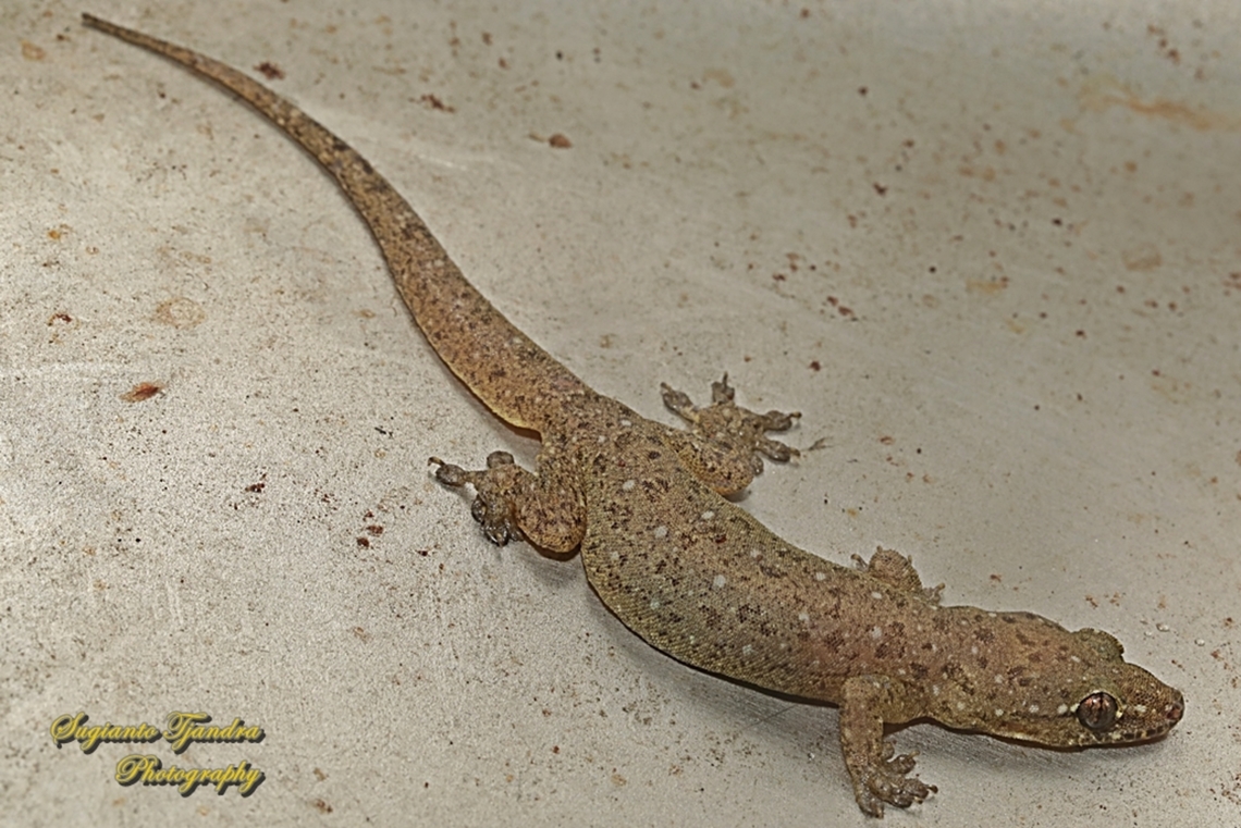 Cicak / Tender-skinned house gecko, Gehyra mutilata, family Gekkonidae  Four-clawed gecko,Gehyra mutilata,Geotagged,Indonesia,Winter