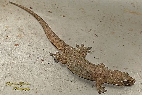 Cicak / Tender-skinned house gecko, Gehyra mutilata, family Gekkonidae  Four-clawed gecko,Gehyra mutilata,Geotagged,Indonesia,Winter