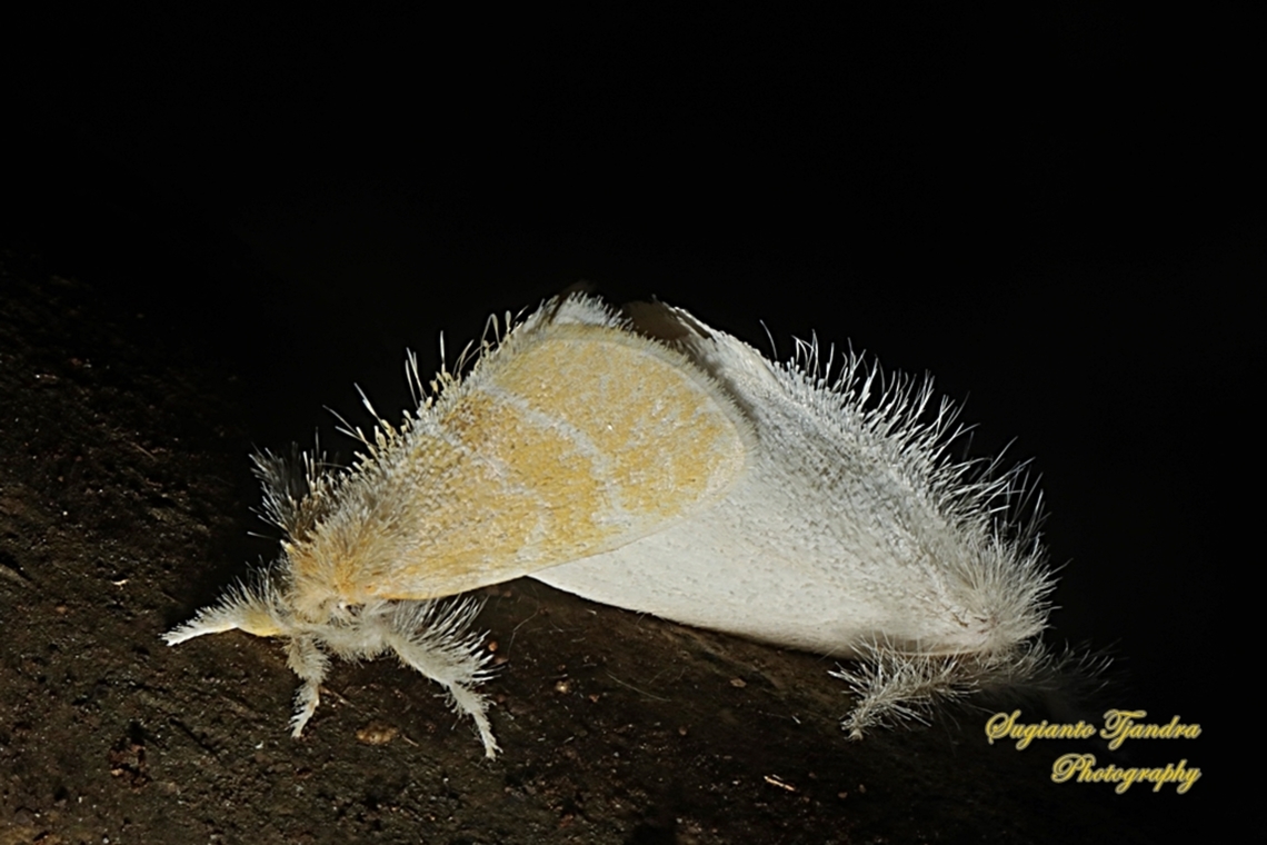 Tussock Moth, Nygmiini, Subfamily Lymantriinae, Erebidae - "Mating"  Geotagged,Indonesia,Spring
