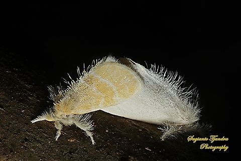 Tussock Moth, Nygmiini, Subfamily Lymantriinae, Erebidae - "Mating"  Geotagged,Indonesia,Spring