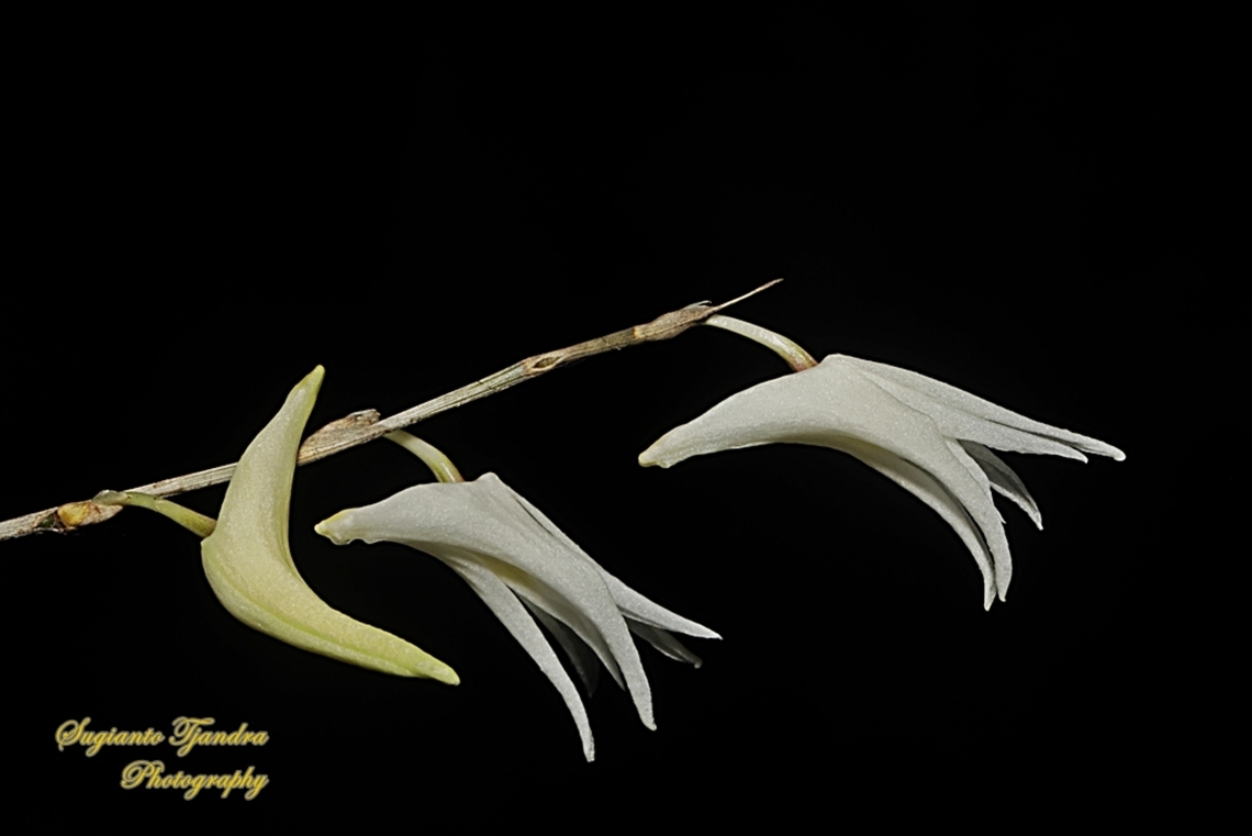 Pigeon Orchid, Dendrobium crumenatum  Dendrobium crumenatum,Dove Flower,Geotagged,Indonesia,Spring