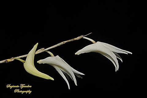 Pigeon Orchid, Dendrobium crumenatum  Dendrobium crumenatum,Dove Flower,Geotagged,Indonesia,Spring