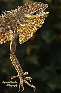Green Crested Lizard, Bronchocela cristatella, Agamidae  Bronchocela cristatella,Geotagged,Green Crested Lizard,Indonesia,Spring
