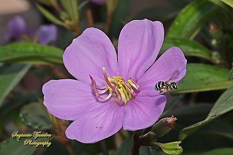 Striped Nomia, Nomia strigata  Geotagged,Indonesia,Nomia strigata,Spring