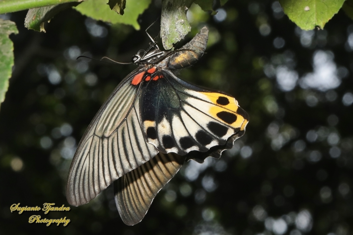 Great Mormon Butterfly, Papilio memnon memnon f. hiera  Geotagged,Great Mormon,Indonesia,Papilio memnon,Spring