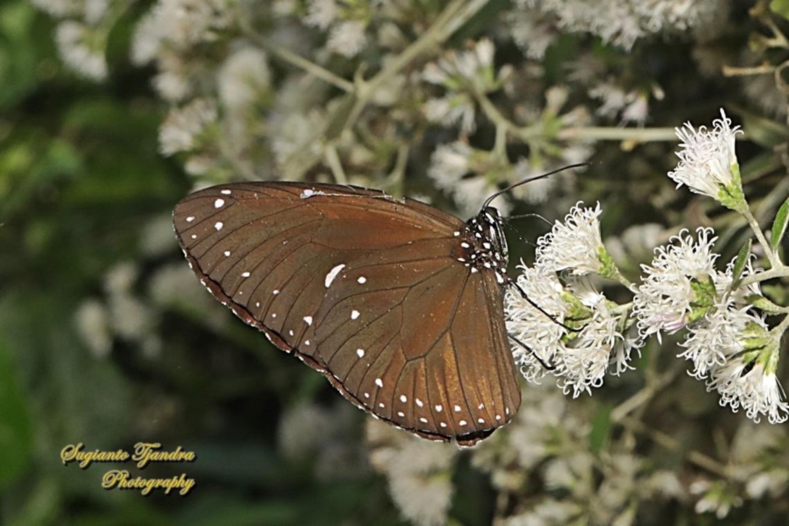 Striped Blue Crow Butterfly, Euploea mulciber  Euploea mulciber,Geotagged,Indonesia,Spring,Striped Blue Crow
