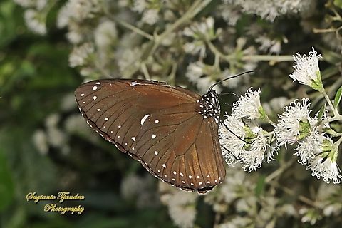 Striped Blue Crow Butterfly, Euploea mulciber  Euploea mulciber,Geotagged,Indonesia,Spring,Striped Blue Crow