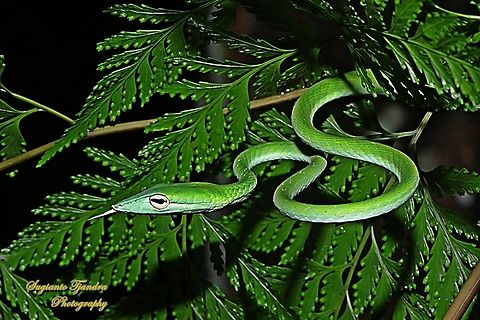 Oriental whip-snake, Ahaetulla prasina  Ahaetulla prasina,Geotagged,Indonesia,Oriental Whipsnake,Spring