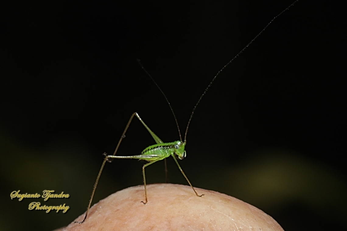Katydid nymph, Tettigoniidae  Geotagged,Indonesia,Spring