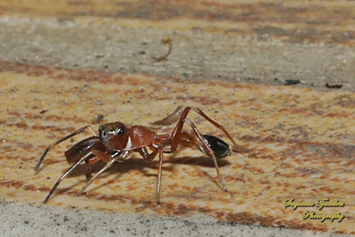 Ant-mimicking Jumping Spider, Myrmarachne formicaria  Geotagged,Indonesia,Myrmarachne formicaria,Spring