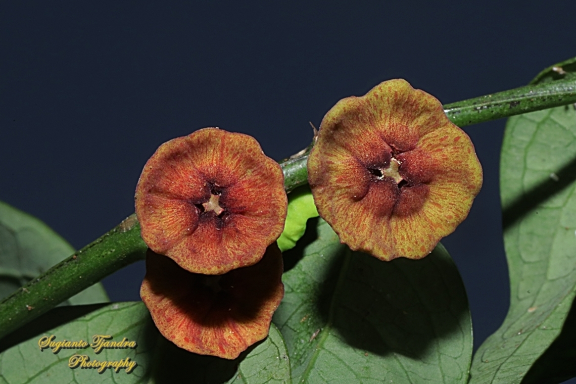 Kembang Katuk, Sweet leaf flower, Sauropus androgynus  Geotagged,Indonesia,Katuk,Sauropus androgynus,Spring