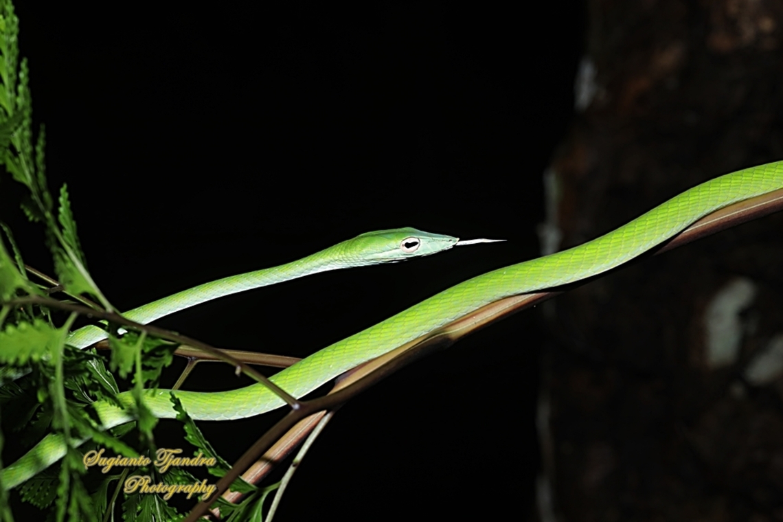 Oriental whip-snake, Ahaetulla prasina  Ahaetulla prasina,Geotagged,Indonesia,Oriental Whipsnake,Spring