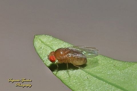 Common Fruit fly, Drosophila melanogaster, family Drosophilidae  Common Fruit Fly,Drosophila melanogaster,Geotagged,Indonesia,Spring